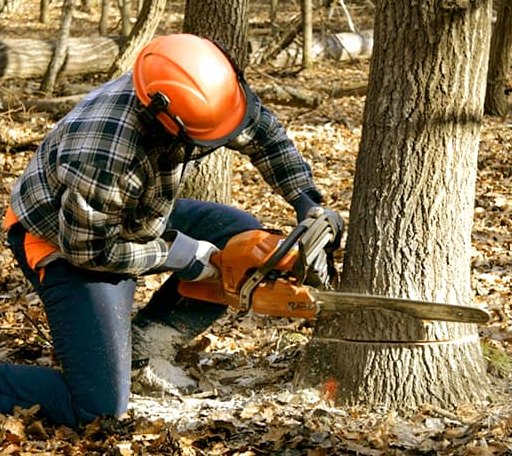 Tree Removal in Newhall, IA